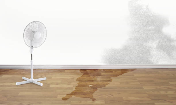 Best Mold removal after water damage  in Delavan, WI